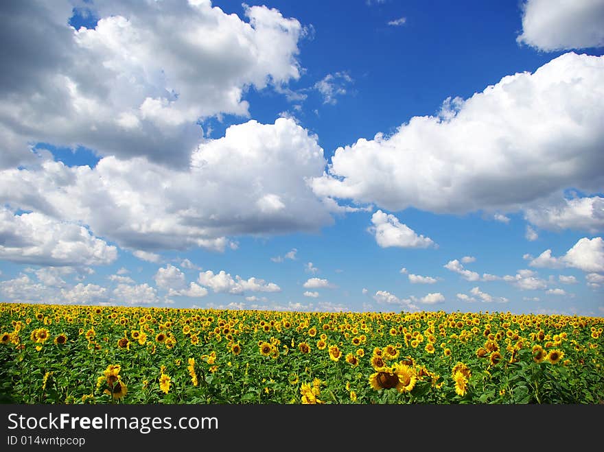 Sunflower field