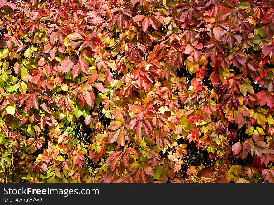 The picture is made during walk on a botanical garden. The picture is made during walk on a botanical garden