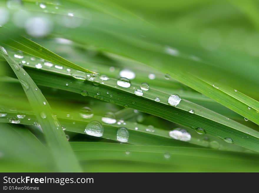 Photo of dewdrops on the sappy grass. Photo of dewdrops on the sappy grass