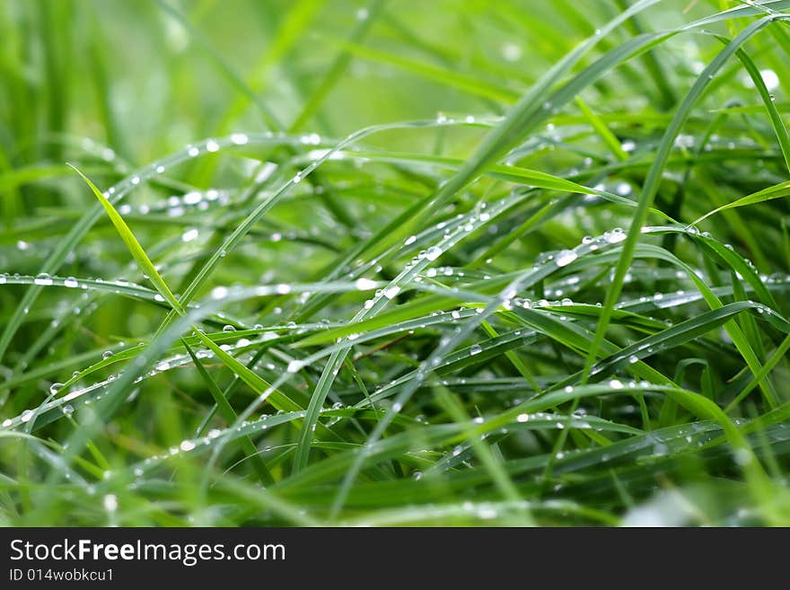 Photo of dewdrops on the sappy grass. Photo of dewdrops on the sappy grass