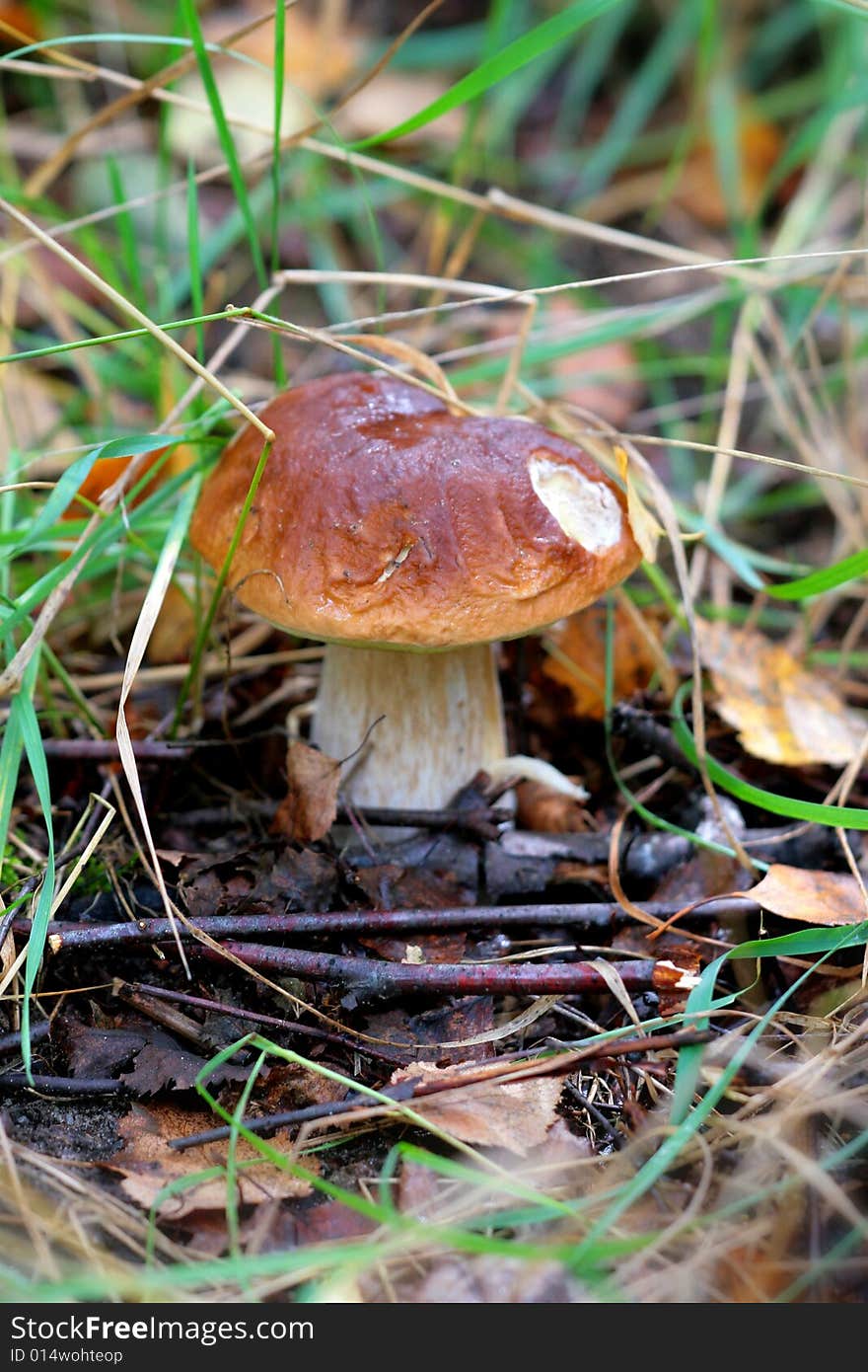 Edible boletus