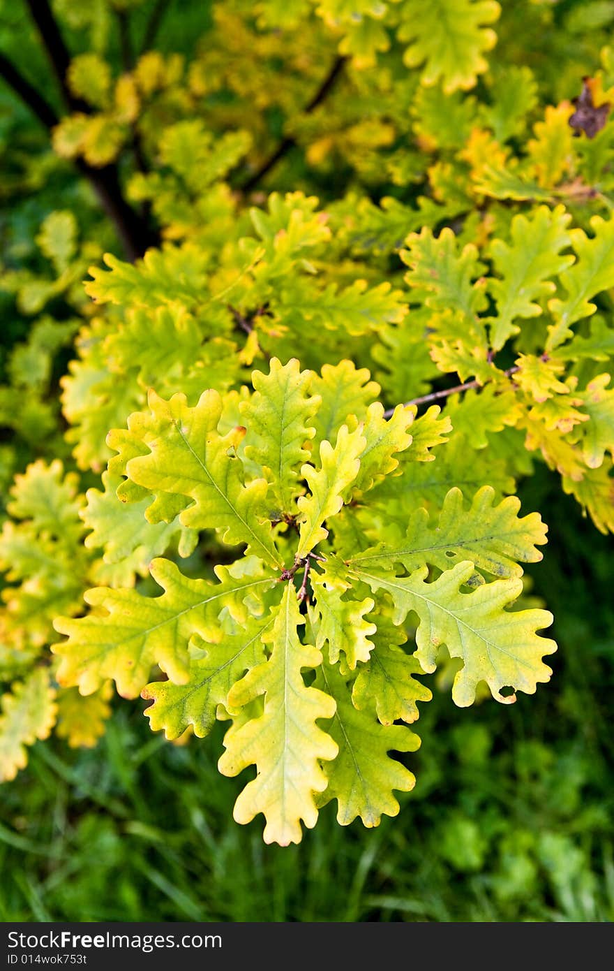 The picture is made during walk on a botanical garden. The picture is made during walk on a botanical garden