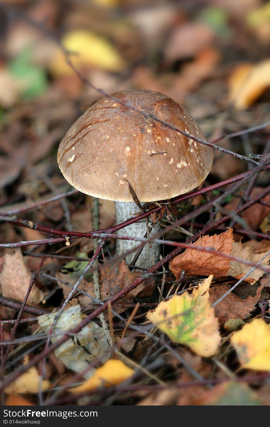 Edible boletus