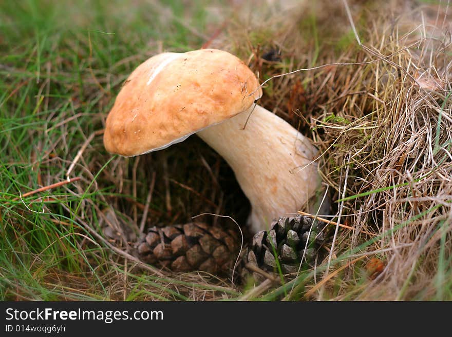 Edible Boletus