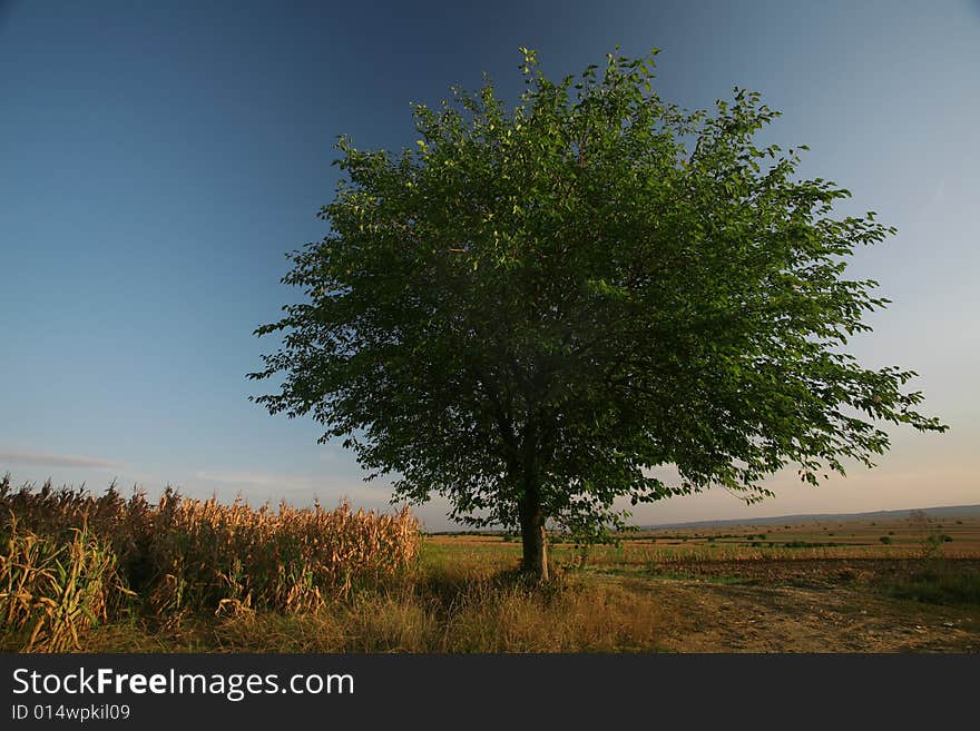 Tree in a field