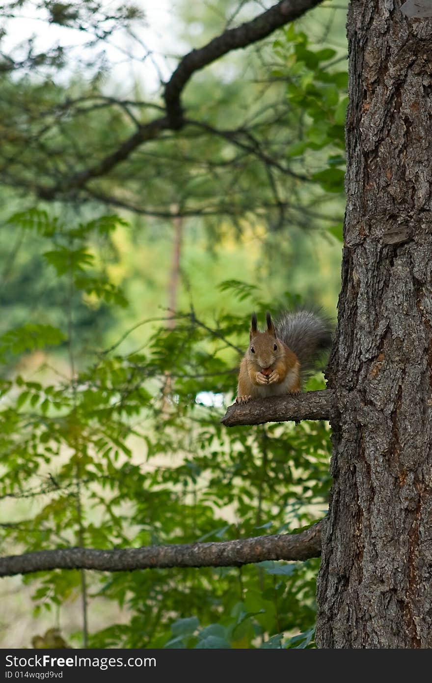 The squirrel