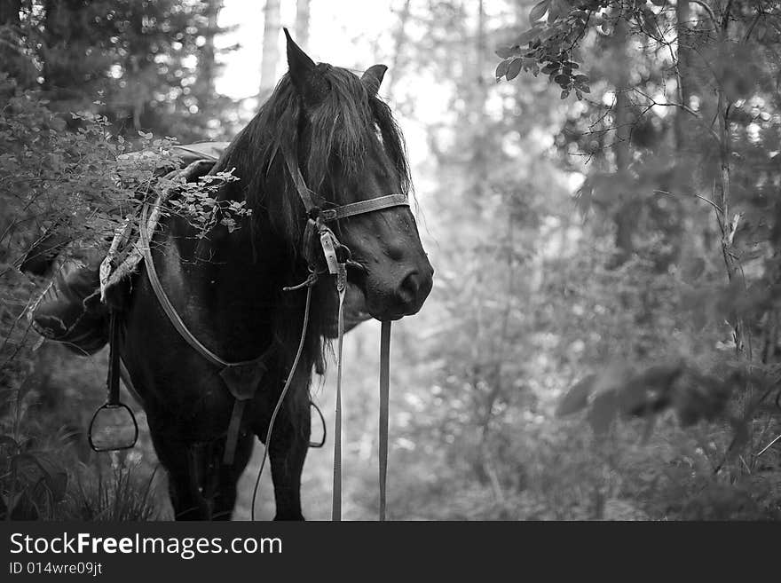 Standing horse in a forest, summer, black and white picture. Standing horse in a forest, summer, black and white picture