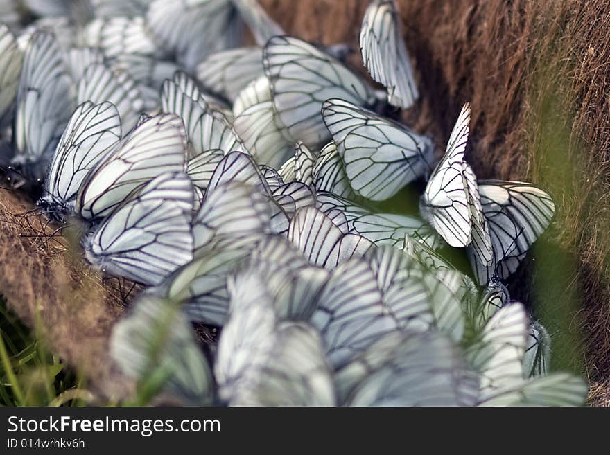 Summer white butterflies and a lot of sun. Summer white butterflies and a lot of sun