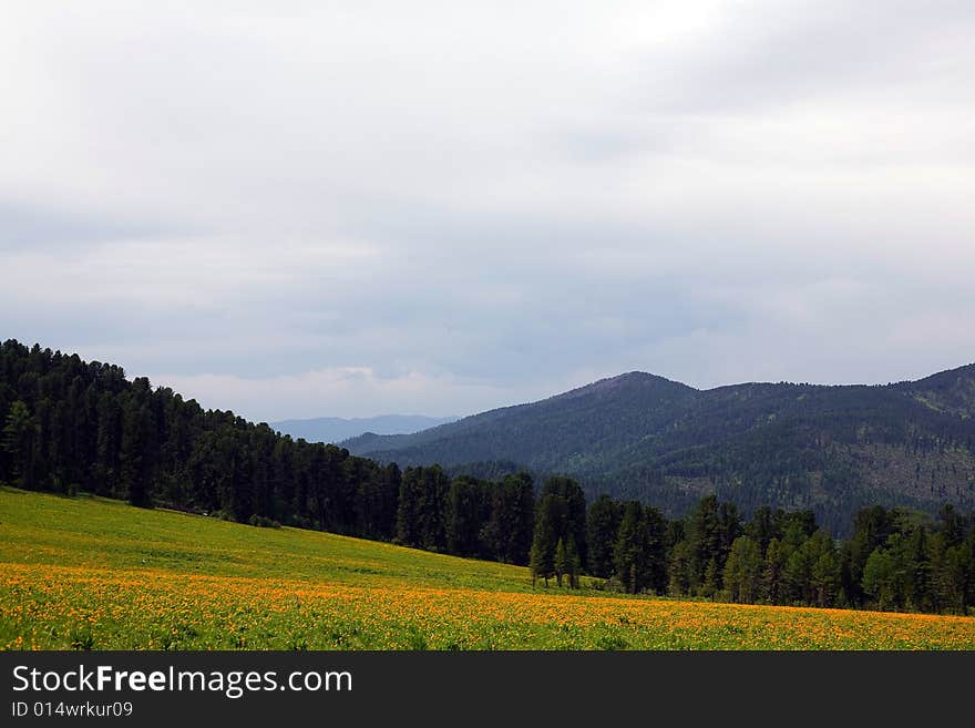 Forest in high mountains