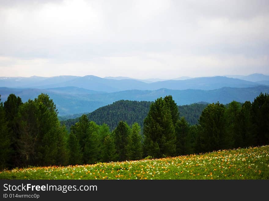 Coniferous forest in high mountains, summer