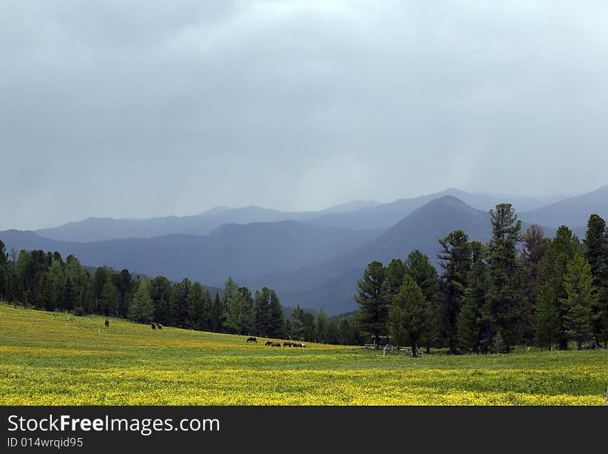 Forest In High Mountains