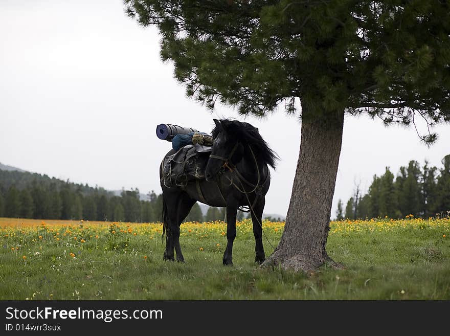 Horse S Portrait In Field