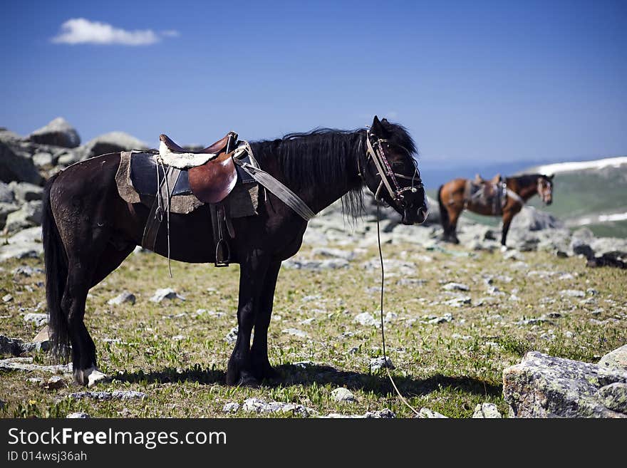 Horse S Portrait In Mountains