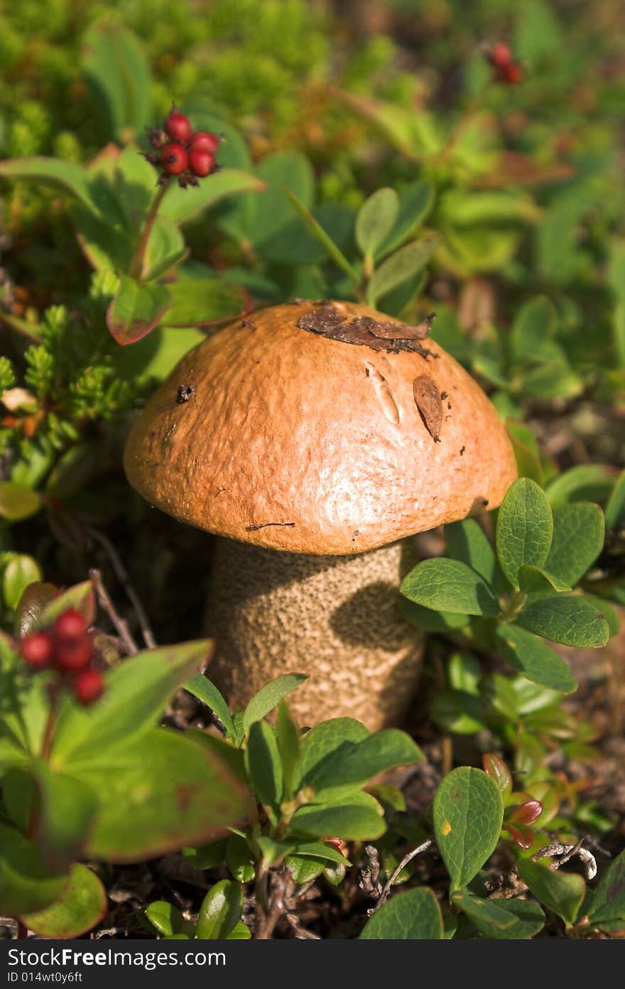 Boletus mushroom in natural surround