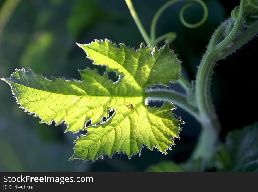 Close up of green leaf, brightly backlit