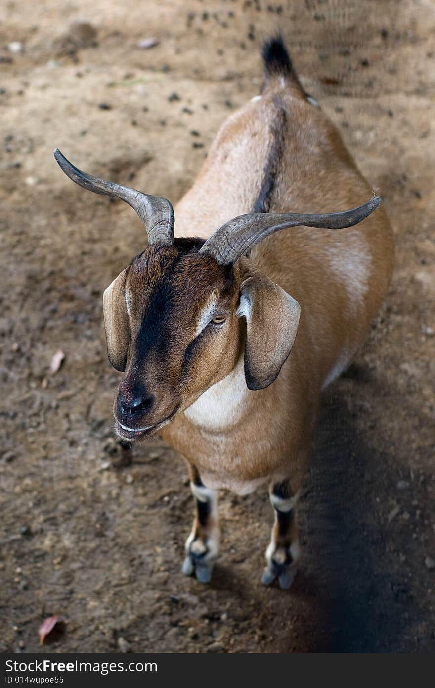 Top view shot of brown goat on the brown earth. Top view shot of brown goat on the brown earth.