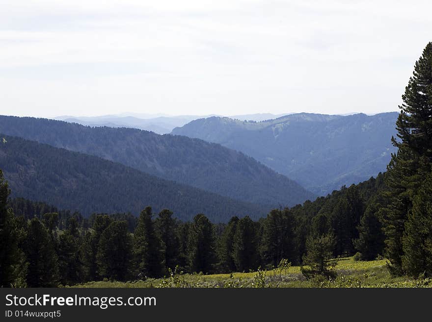 Coniferous forest in high mountains, summer