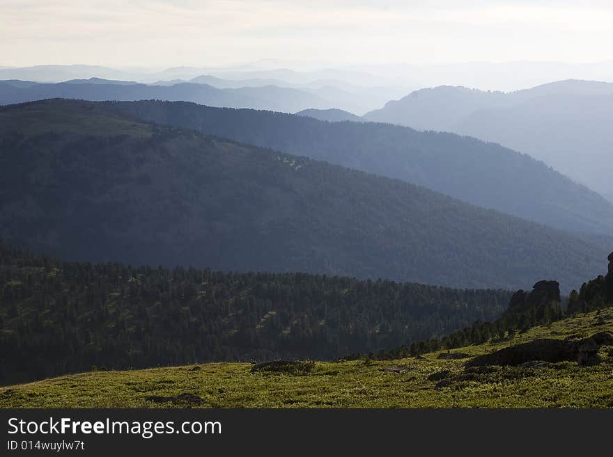 Coniferous forest in high mountains, summer