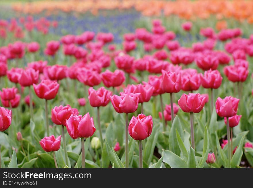 Garden field full of white, red and yellow tulips, horizontal. Kuekenkhof, Holland, Europe. Garden field full of white, red and yellow tulips, horizontal. Kuekenkhof, Holland, Europe