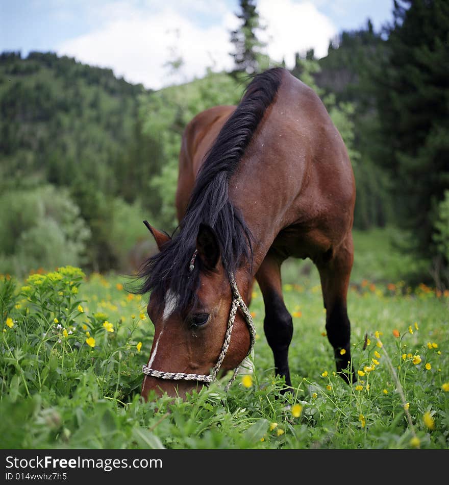 Horse in a green field, summer, mountains. Horse in a green field, summer, mountains