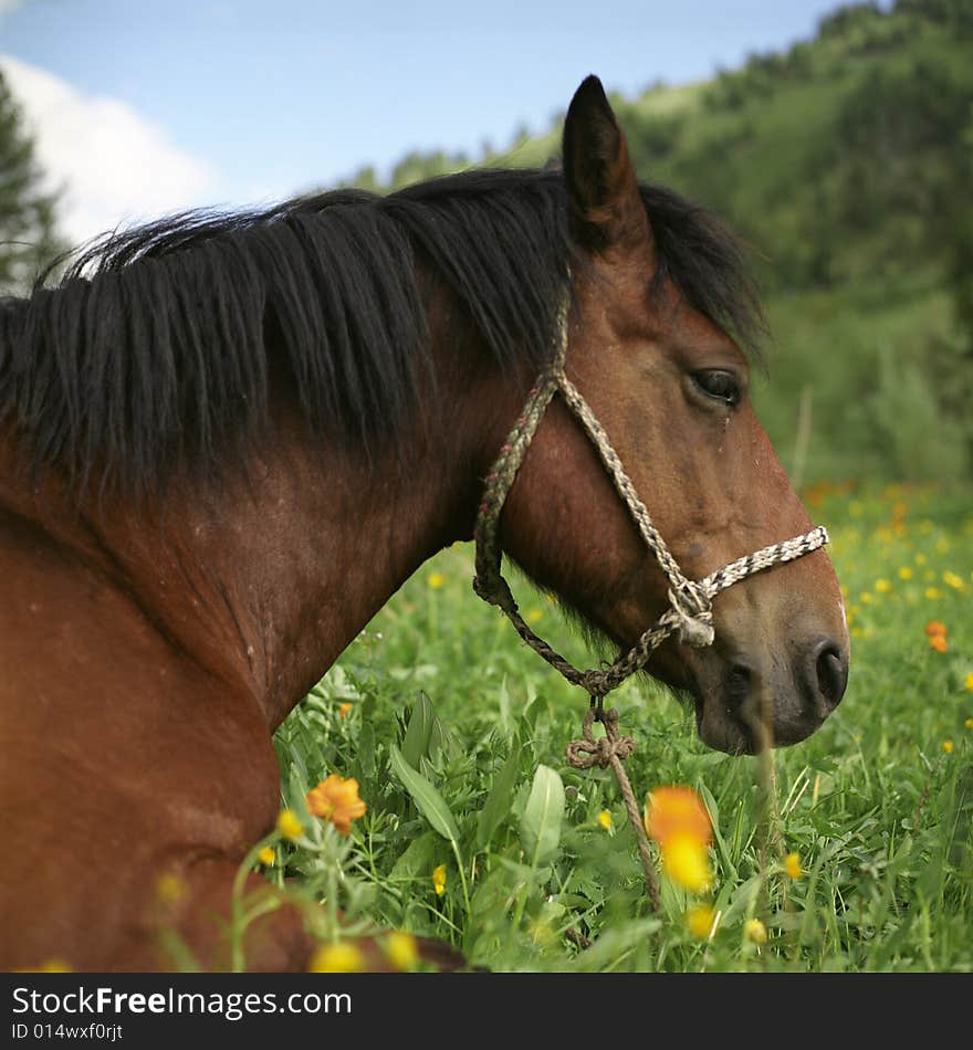 Horse S Portrait In A Field