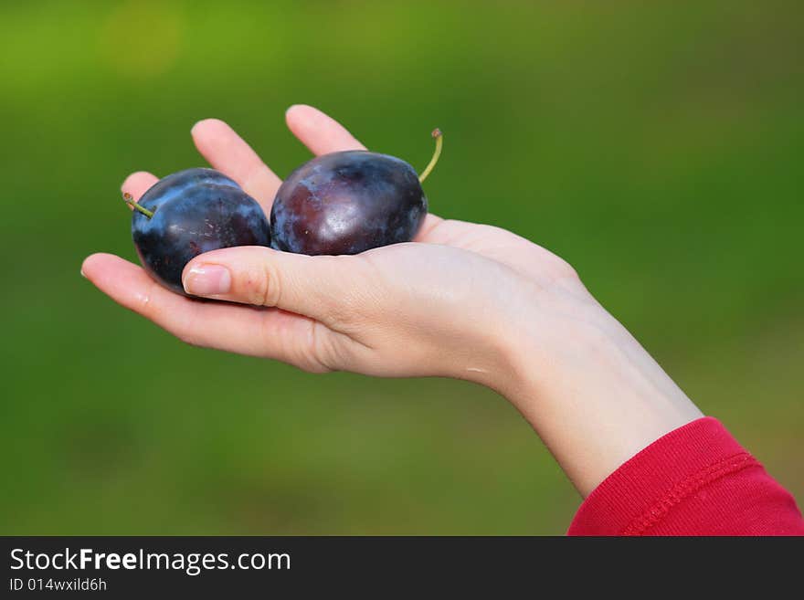 Photo of plums in feminine arms. Photo of plums in feminine arms