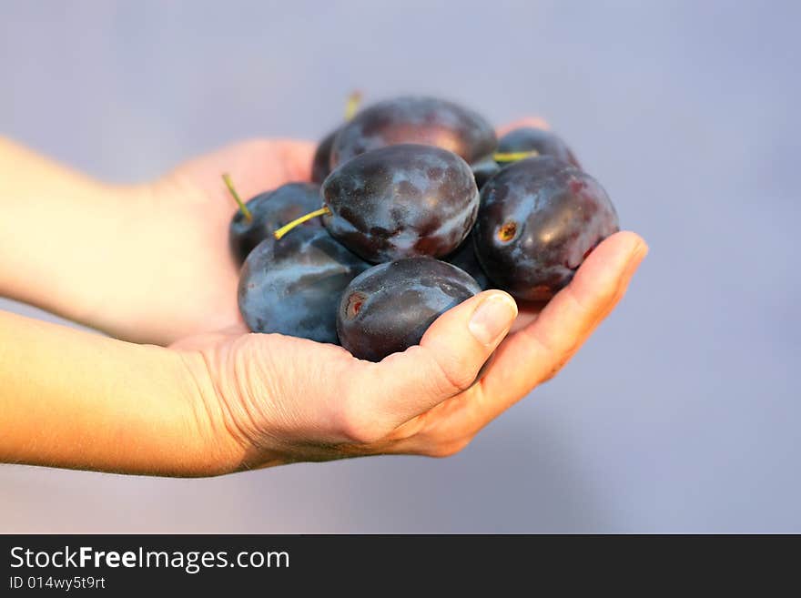 Photo of plums in feminine arms. Photo of plums in feminine arms