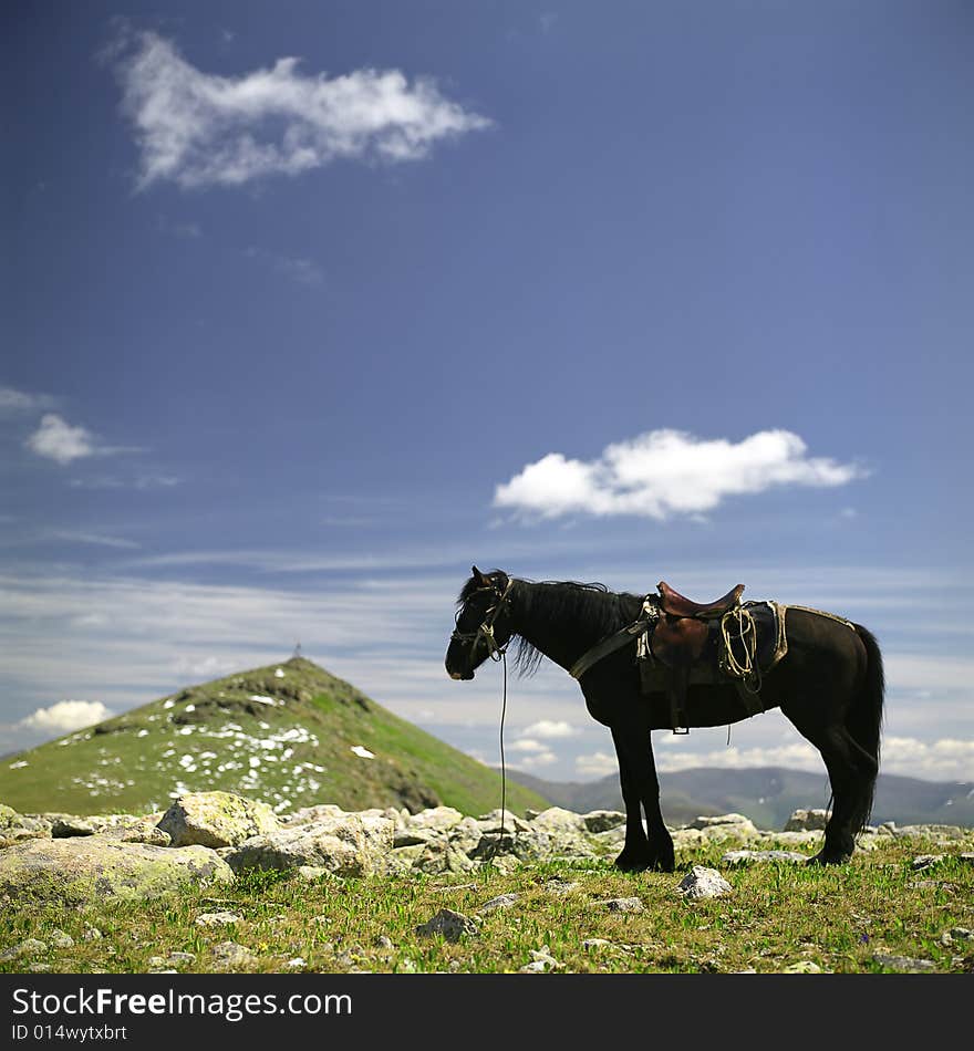 Horse S Portrait In Mountains