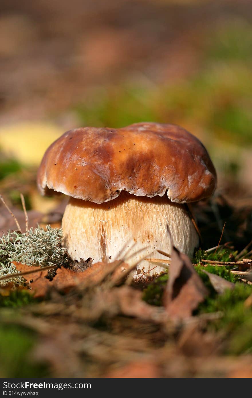 Edible Boletus