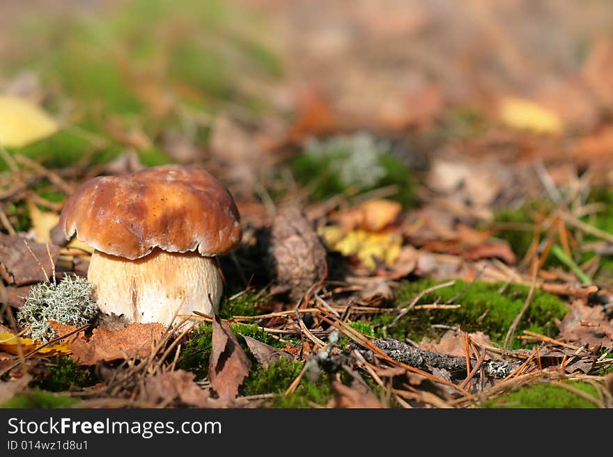 Edible boletus