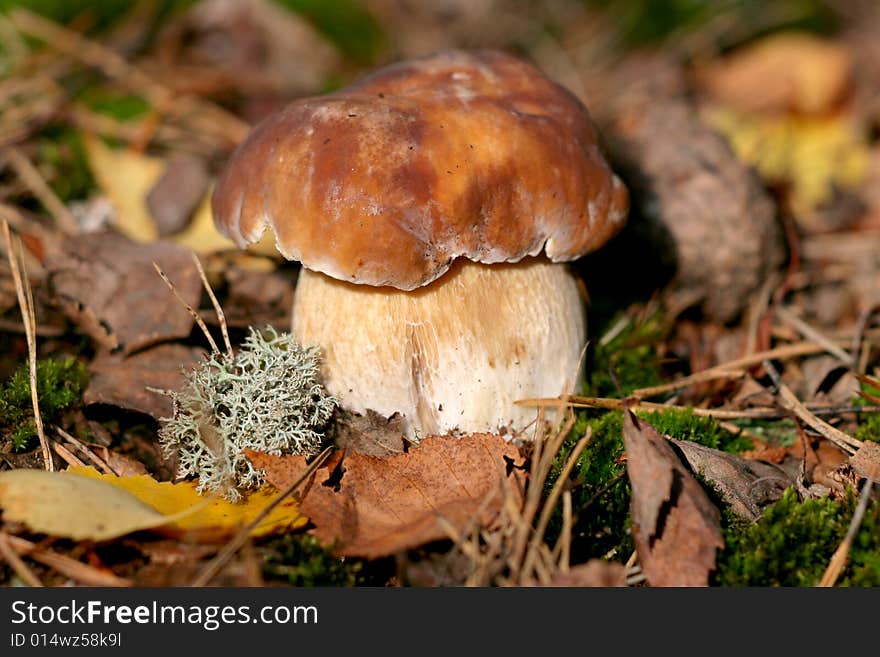 Edible Boletus