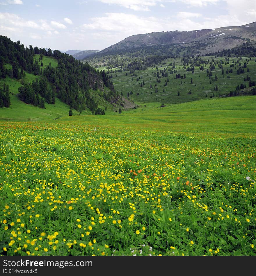 Flower fileds in high mountains of Altai, summer, blue sky, yellow flowers and forest. Flower fileds in high mountains of Altai, summer, blue sky, yellow flowers and forest