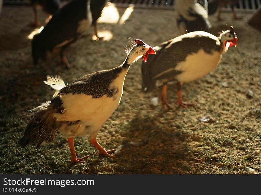 Poultry farming. Group guinea fowl.