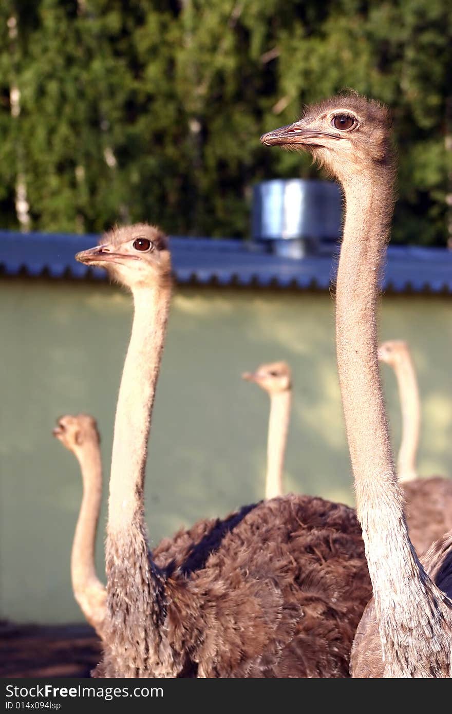 Group of ostrichs in an ostrich farm. Group of ostrichs in an ostrich farm.