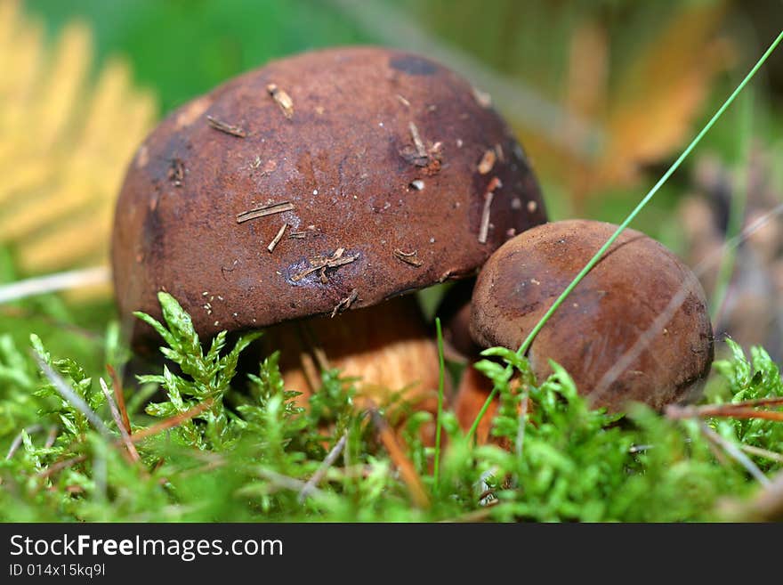 Edible Boletus