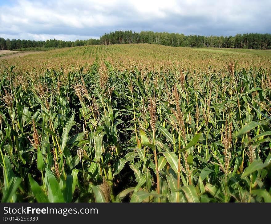 The field of the ripe corn in summer. The field of the ripe corn in summer