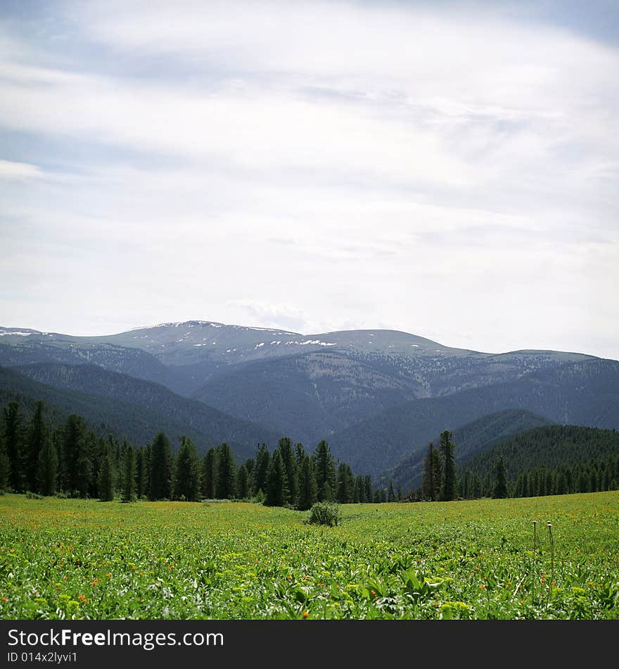 Coniferous forest in high mountains, summer