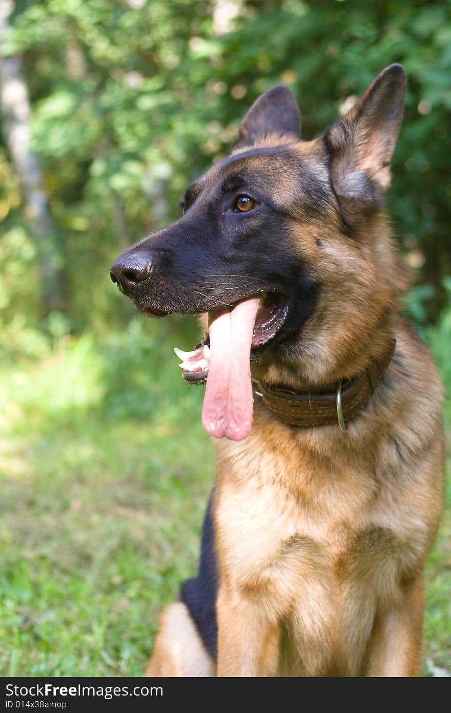 German shepherd on green field