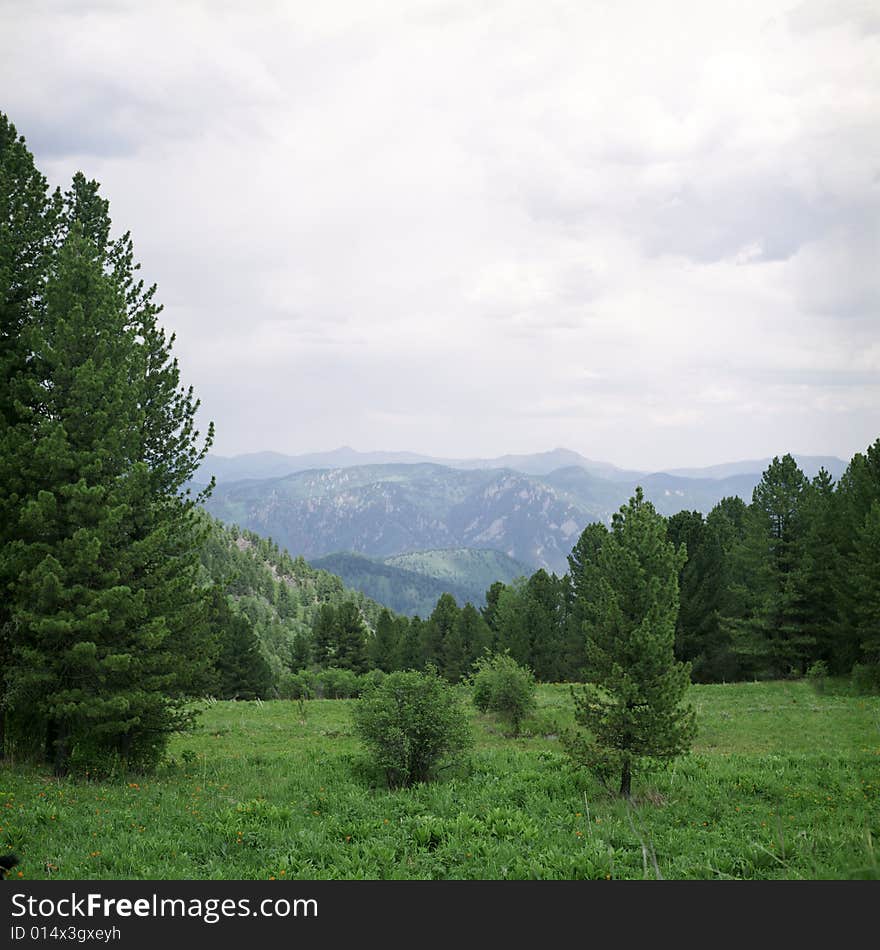 Coniferous forest in high mountains, summer