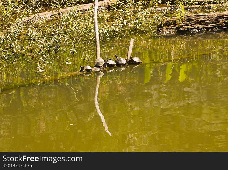 Five Turtles