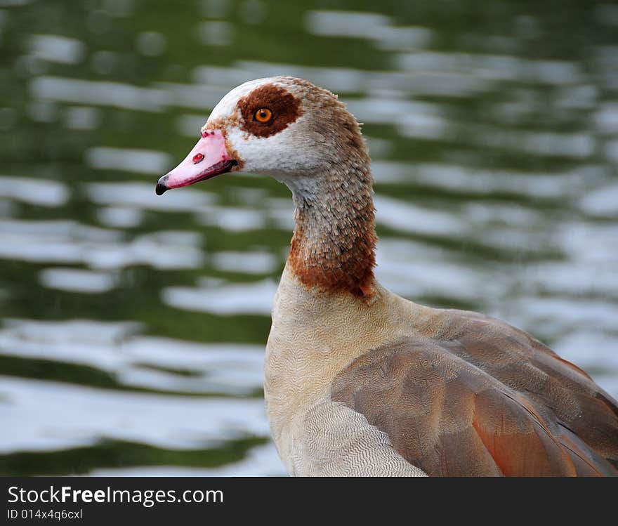 Egyptian goose