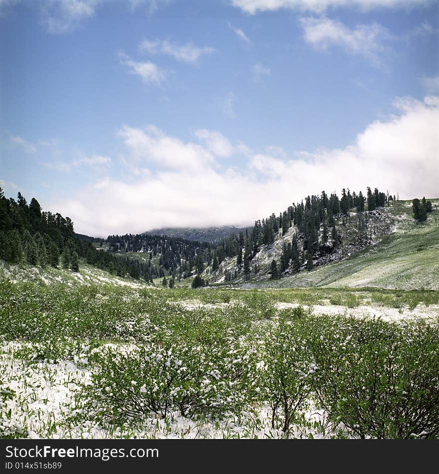 Snow in summer mountains of Altai
Pine wood, clouds and white snow