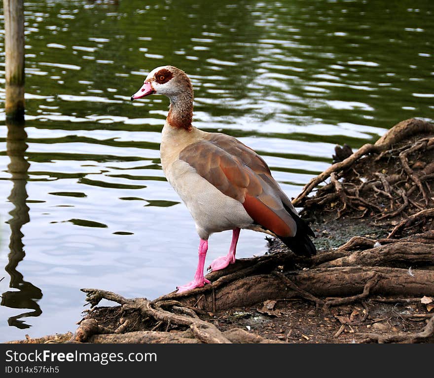 Egyptian Goose