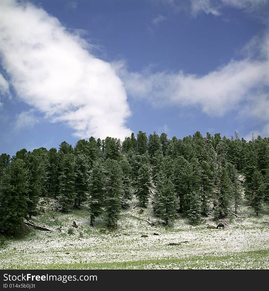 Snow in summer mountains of Altai Pine wood, clouds and white snow