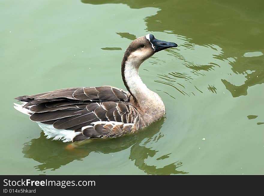 Wild goose in the lake.Xian,China.