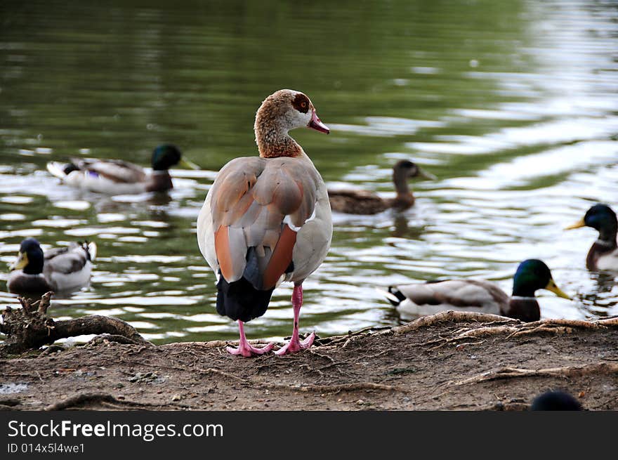 Egyptian goose