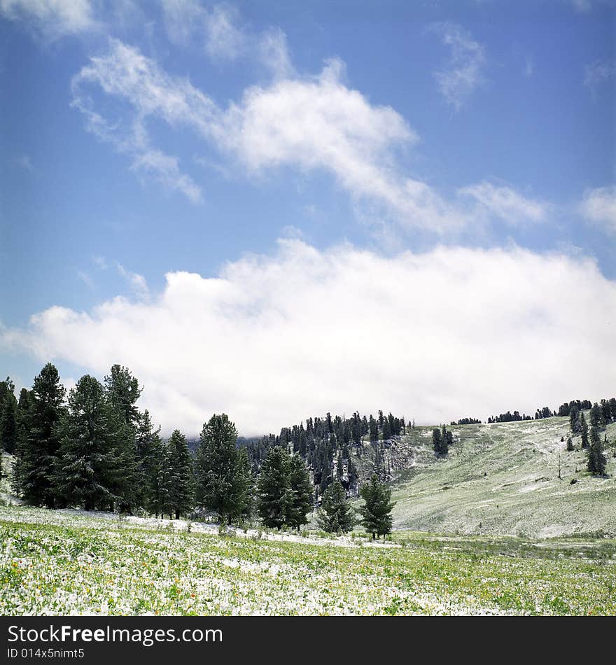 Snow in summer mountains of Altai
Pine wood, clouds and white snow