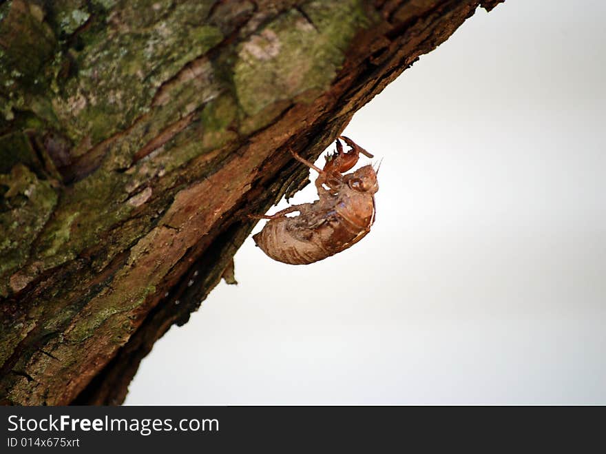 An empty cicada shell attached to the bark of a tree.