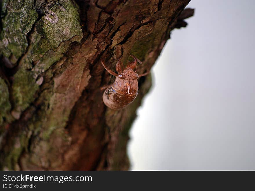 An empty cicada shell attached to the bark of a tree.