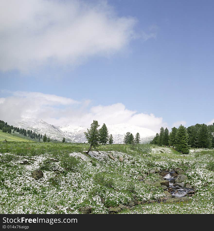 Snow in summer mountains of Altai
Pine wood, clouds and white snow